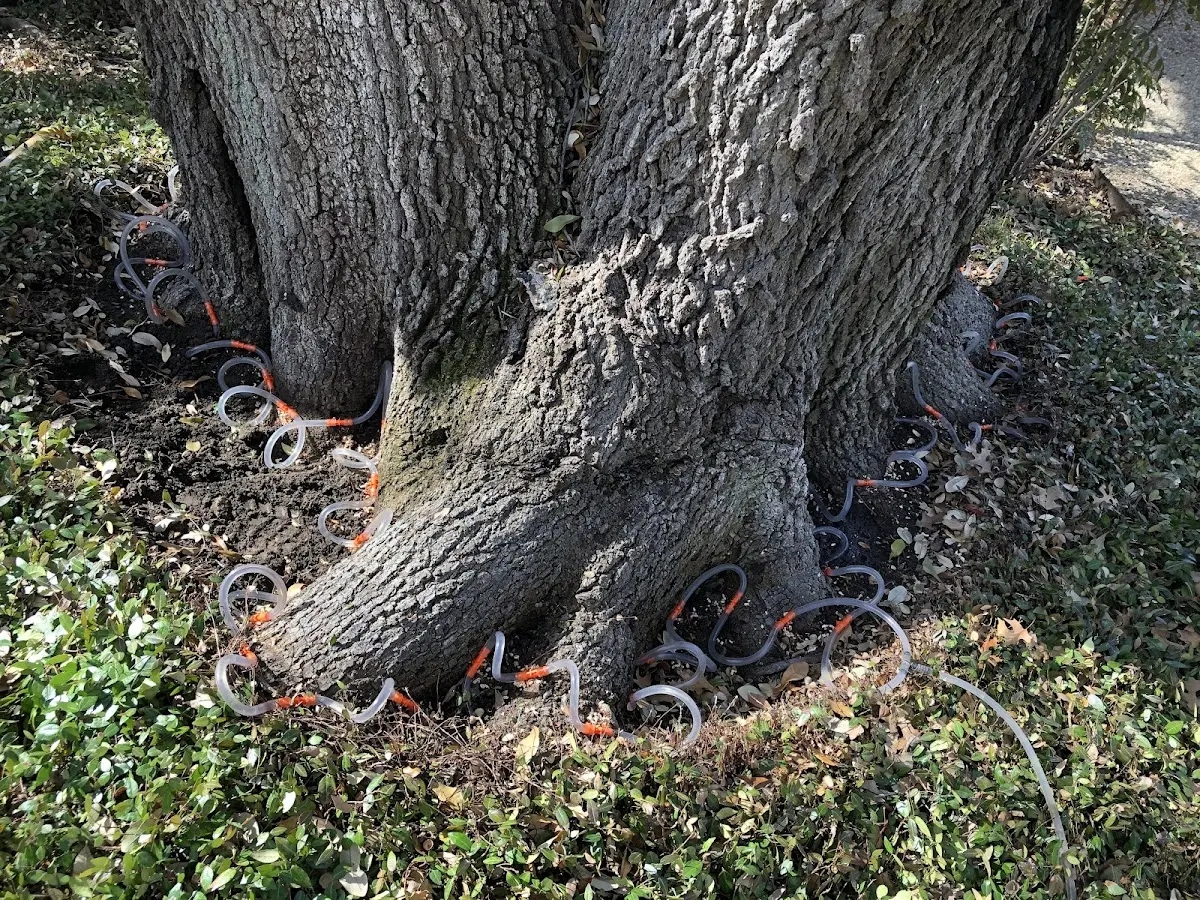 Detailed Tree Cabling and Bracing job site in Salton City