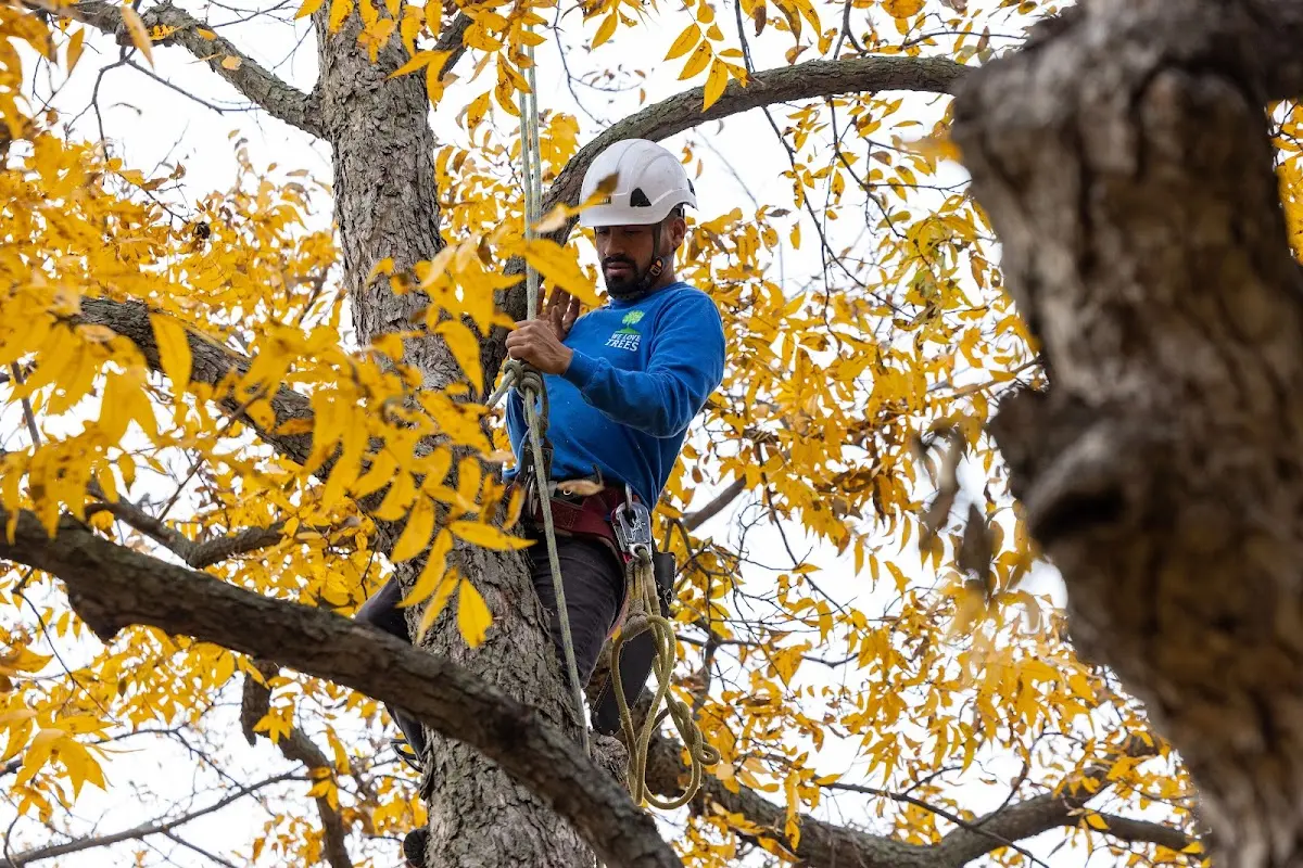 Skilled Tree Planting crew working in Salton City